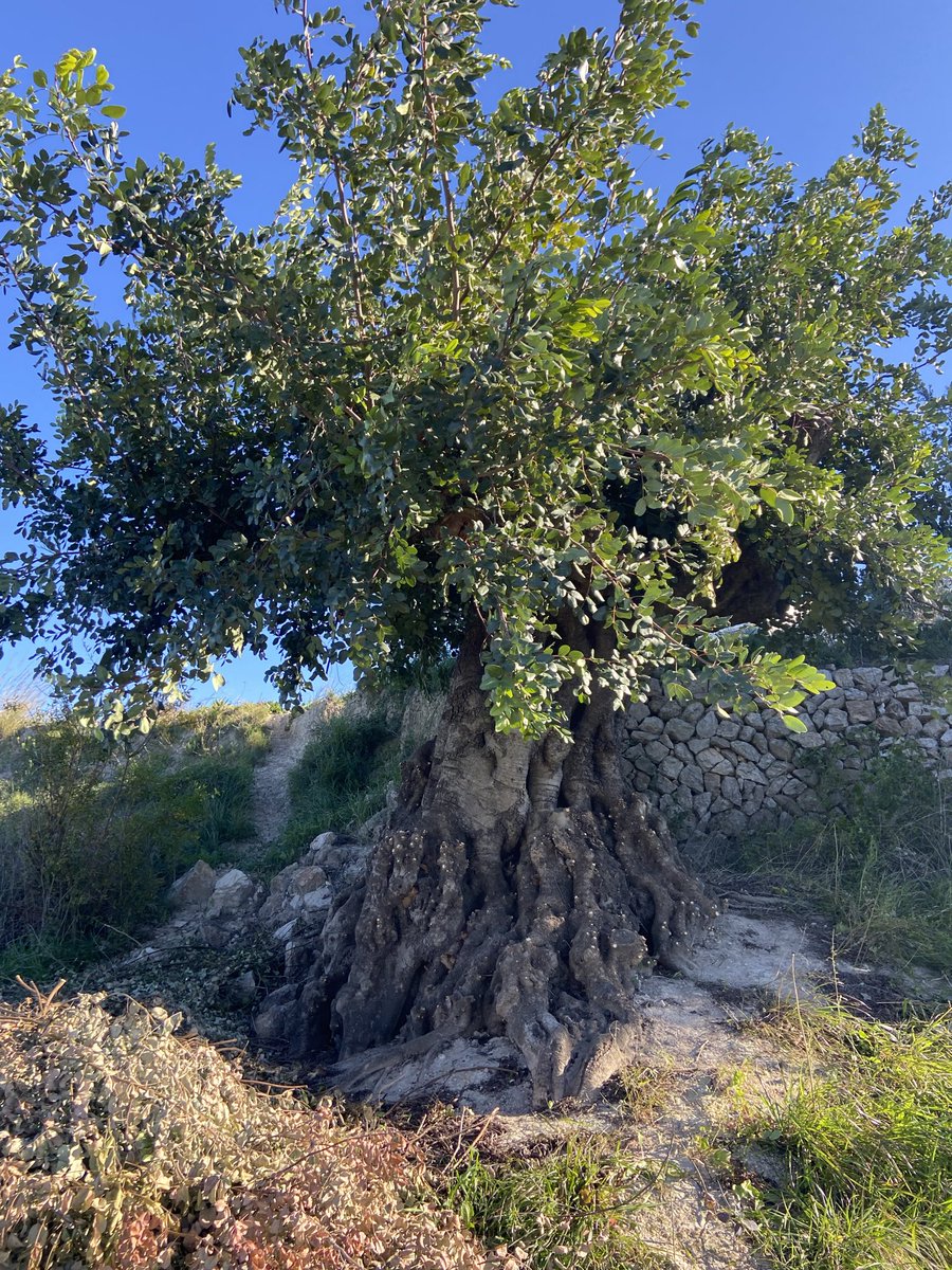 mi algarrobo
mi parque de atracciones
mi niñez

Le han dado una paliza al pobre 😢

#MientrasVuelveLaMagia
#BosqueHabitadoRadio3

<a href="/BosqueHabitado/">El Bosque Habitado</a> 
<a href="/PilarSocorro/">Pilar Socorro</a> <a href="/radioalvaro/">Álvaro Soto</a>