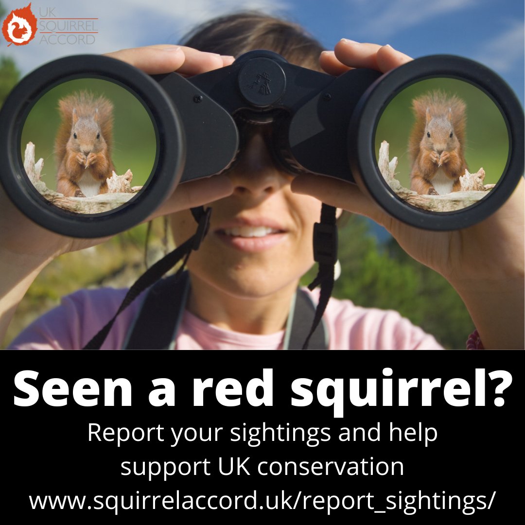 What are your #Sunday plans? Do they include some #redsquirrel spotting for #RedSquirrelAppreciationDay? If you are lucky enough to see one, please report your sightings and help support #conservation work. #sundayvibes #RedSquirrels2024

Links here: squirrelaccord.uk/report_sightin…