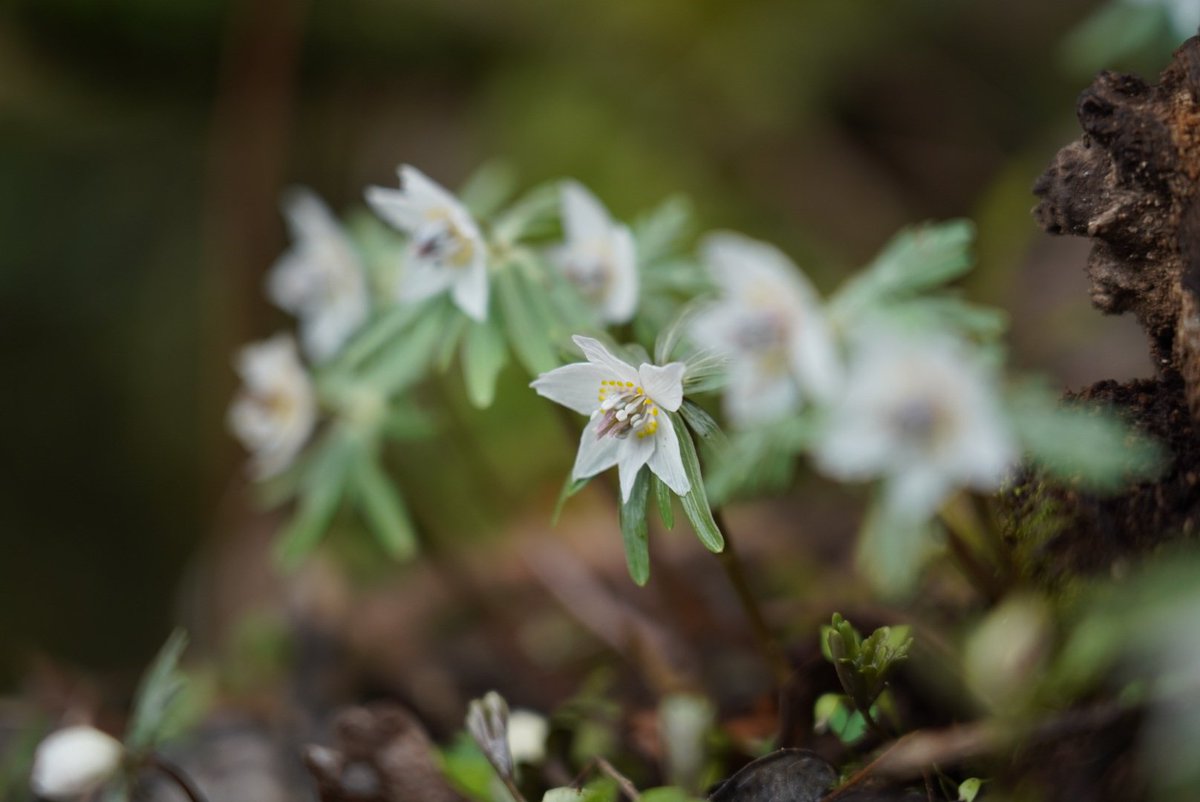 暖冬の影響でしょうか。セツブンソウが去年よりも早く開花しています。
セツブンソウは早春の訪れを私に教えてくれる妖精のようですね。
#artist #japanart
