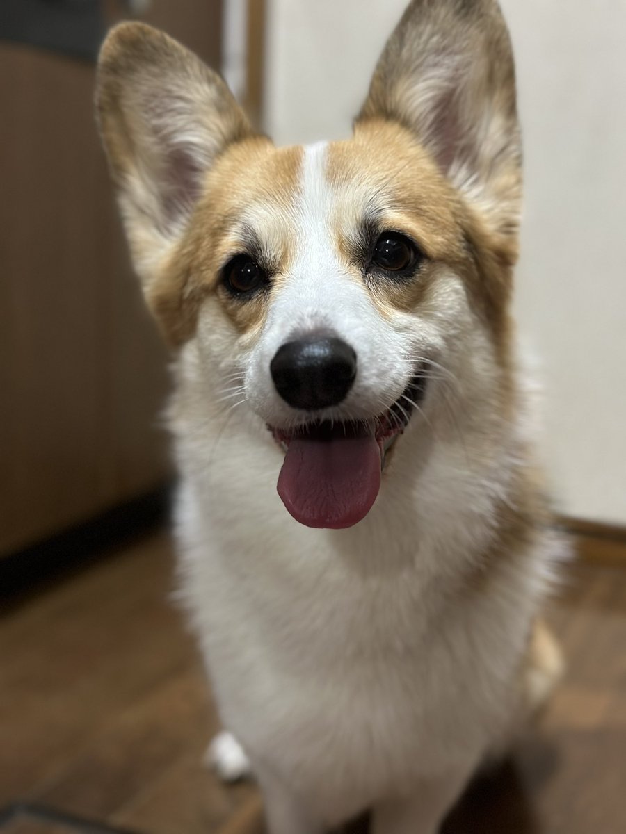 ライフくんはタレ目属性ですね✨

#犬 #コーギー #dog #corgi