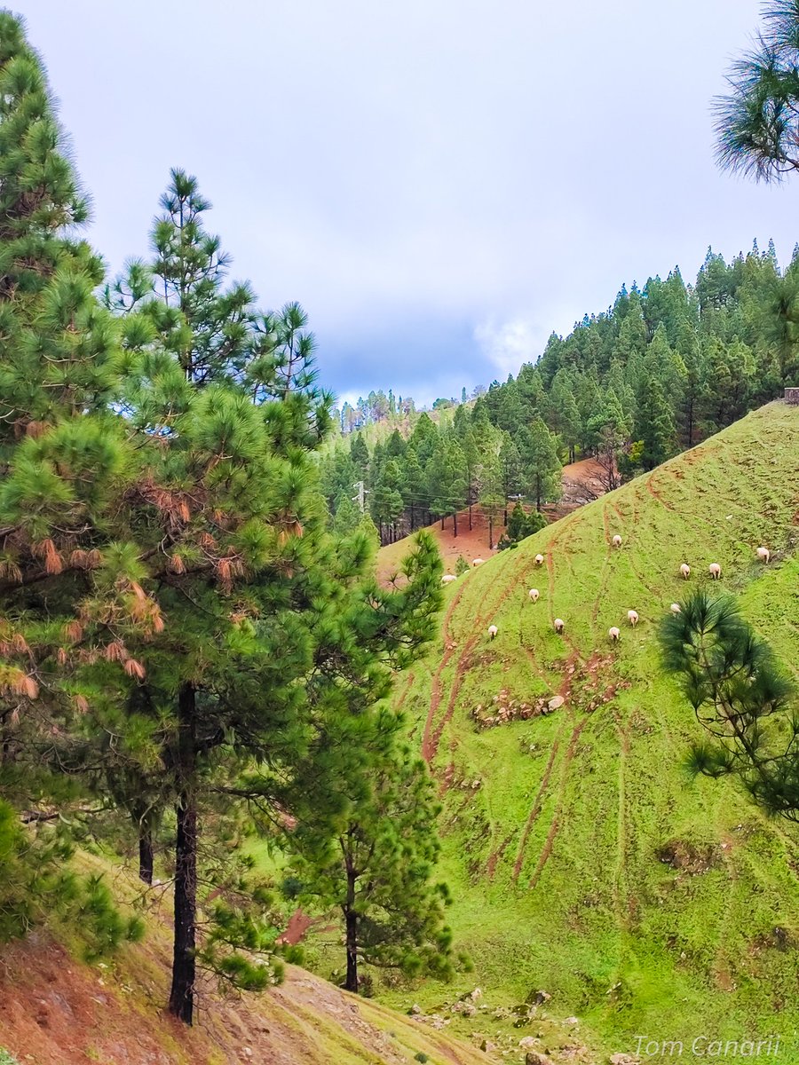 Norte de Gran Canaria 💚