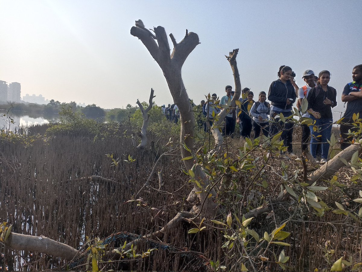 dharmeshbarai's tweet photo. Week 5 #ChaloChanakaya
Citizens March to Save TS Chanakya Lake
One month has passed till now no action has been taken against those who cut the mangroves. How many more days will it take for authorities to file an FIR against those who cut more than 125 mangroves?
@Navimumpolice https://t.co/mg85BwDgN0