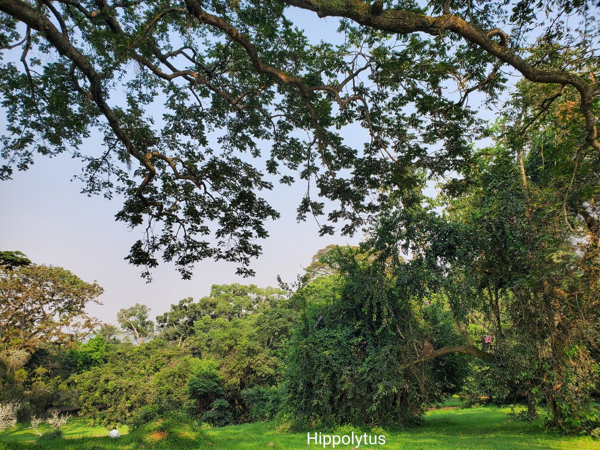 Hippolytus1308's tweet photo. π Entebbe Botanical Gardens-Purely endowed with everything that nature lovers, birders, botanists and holiday makers would need for a full getaway experience in Entebbe city.
#entebbebotanicalgarden
#birdwatching
#camping
#photography
#visitentebbe
#exploreuganda https://t.co/qAPk6kkkyJ