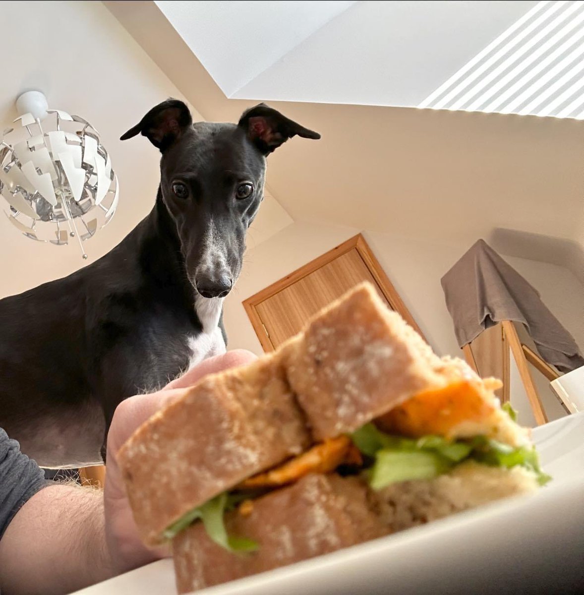 GazMcIntyre's tweet image. Some fantastic security here at the Insch Inn… everything safe from opportunistic thieves. 🫣 24/7 monitoring.  #greyhound #greyhoundlife #greyhoundlove #greyhoundrescue #dog #dogs #rescuedog #greyhoundsdaily #rescuegreyhound #sighthounds #greyhoundcorner #greyhoundtrust