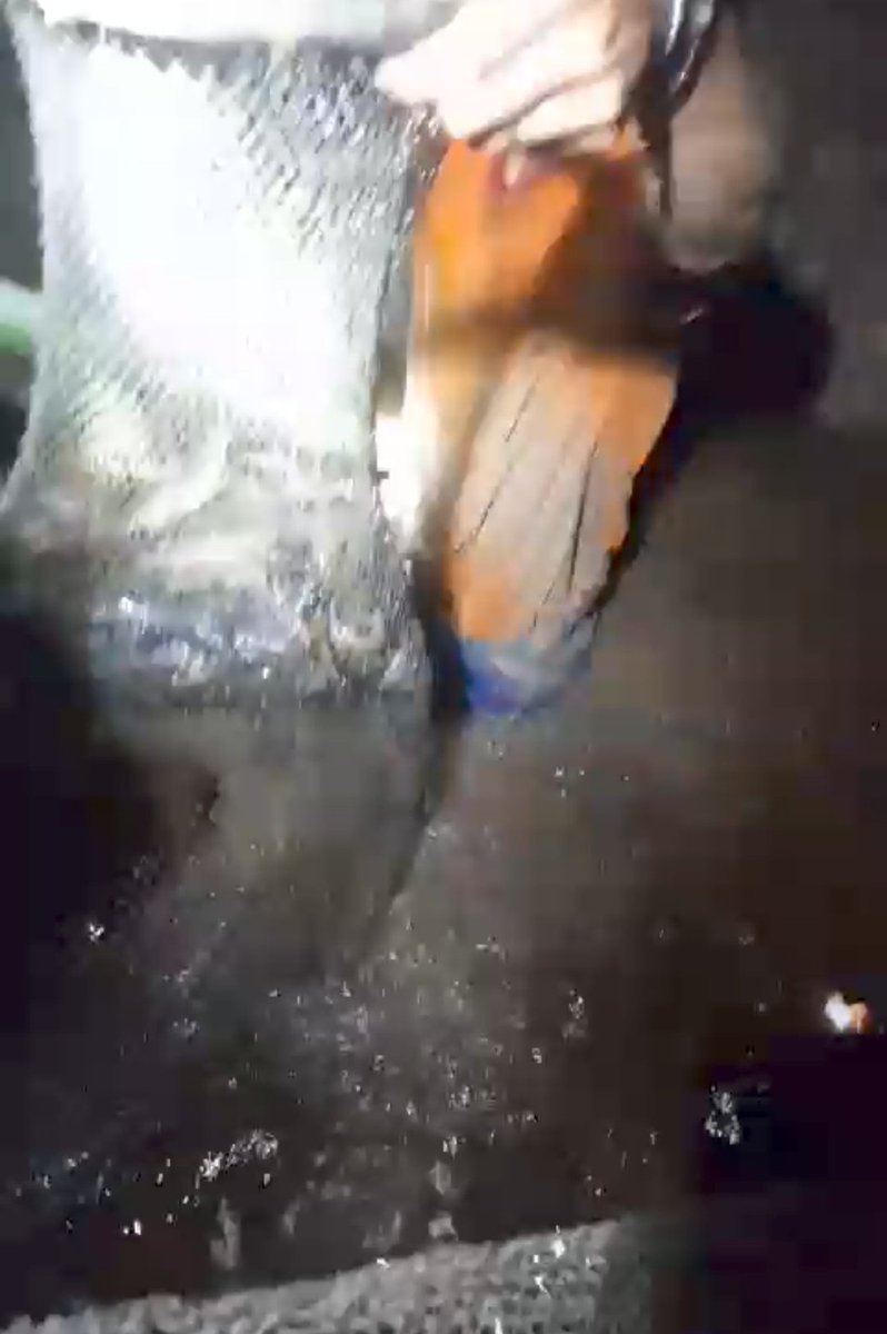 BudiantoSpi's tweet photo. Sabtu (20/01/24), Budianto, Luhkan Indragiri Hilir, KUB Belat Pantai Kel. Sei. Perak,  Melaporkan tangkapan, Udang Galah dgn alat tangkap Belat Pantai sebanyak 7.5 kg harga Rp. 80.000/kg
#GiatLuhkanSatminkalMedan #Inhil #Tangkap
@bppsdm_bp3medan
@puslatluhkp
@bppsdm_kp https://t.co/8LLhZaX2V1