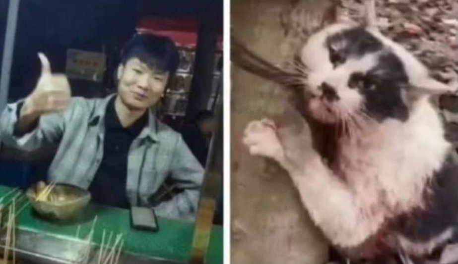 FGuardiansJapan's tweet photo. 中国には無辜の動物を暴力から守る法律がまだありません。
中国の猫たちを守るために、動物虐待禁止法の制定を中国政府に求めます🙇🙏❗

#中国猫のSOS 
#動物愛護に国境はない 

メディアの皆様は、どうか中国のこの問題を取り上げてください。お願いします🙇。

@XinhuaChinese 
@PDChinese https://t.co/Us0bncYPL0
