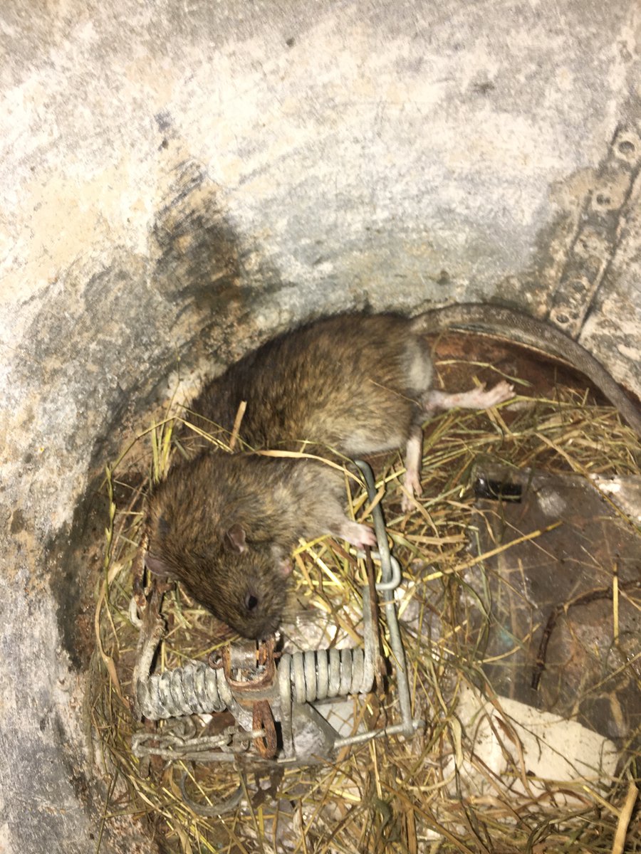 houndtrail's tweet image. Ahh, the fenn-trap-in-a-bucket trick. Sprinkling of chocolate never fails 👍🏻#rattusnorvegicus #vermincontrol #fenntrap