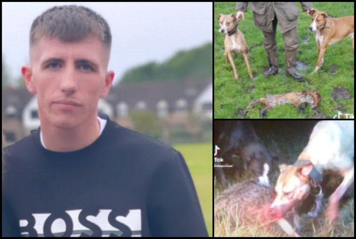 Please retweet CONVICTED (2024) | Liam Talbot, 26, from #Weaverham, #Northwich, #Cheshire #UK – forced dogs to kill foxes and badgers for his sadistic pleasure, AVOIDS JAIL.
Twisted Talbot pleaded guilty to causing unnecessary suffering in relation to a dog called Sid, He