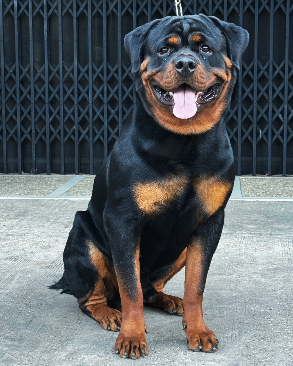YeLinHtut1984's tweet photo. EL CHAPO @ 12 Months
Sire - ASTOR TIMIT-TOR (DIABLO TIMIT TOR’s son)
HD-A , ED-O , JLPP-N/N
Dam - IDA FUSADJO (SRECKO TIMIT TOR’s daughter)
HD-A , ED-BL , JLPP-N/N
#serbiabloodline #serbia #rottweiler #timittor #fusadjo 🇷🇸🇷🇸🇷🇸 https://t.co/GwGMdb0PUI