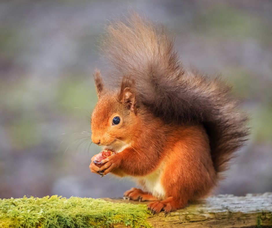 cumbriawildlife's tweet photo. Happy #RedSquirrelAppreciationDay! We're thrilled to be working with @northwildlife to create a #RedSquirrelRecoveryNetwork across the north, thanks to support from @heritagefunduk🎉 🐿️
Find out more 👇
https://t.co/STMIl5Uvoj
📷 Michael Conrad https://t.co/8QYOZNz4q9