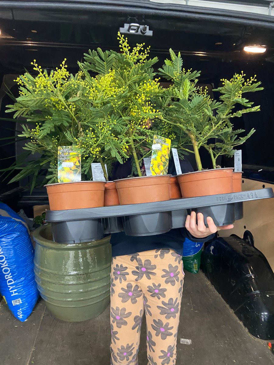 Hoe leuk deze mimosa planten.🌵🌺 Morgen staan ze in de winkel met natuurlijk nog veel meer nieuwe verse planten @stadshartmaassluis #maassluis