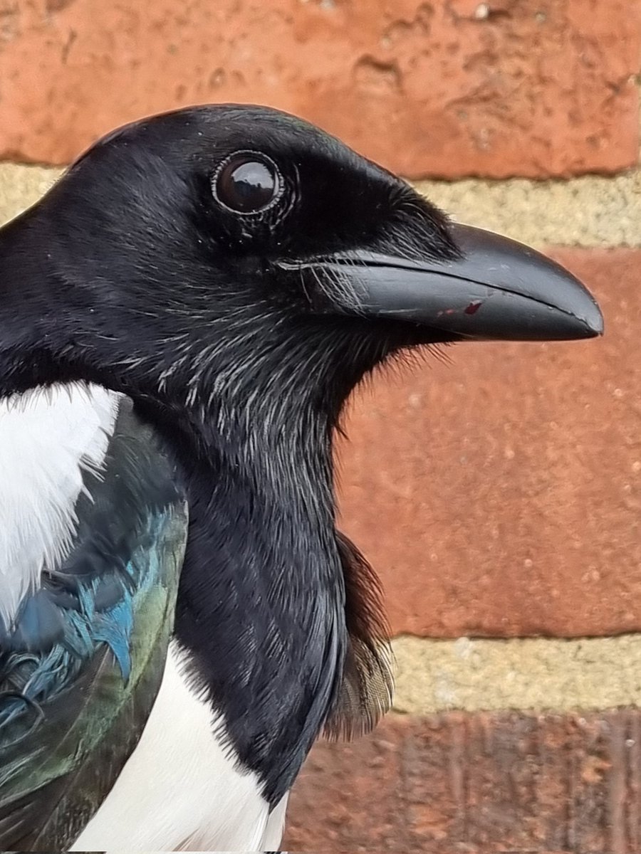 Very very happy to catch and ring this Magpie in the garden this morning, despite me now missing a chunk of my finger as a result 😁 #BirdRinging Such a stunning bird and a first for me 😍
