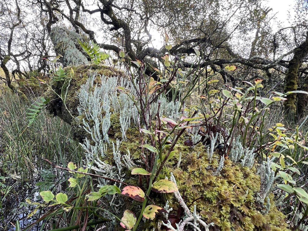 Dr Scott J. Davidson tweet media