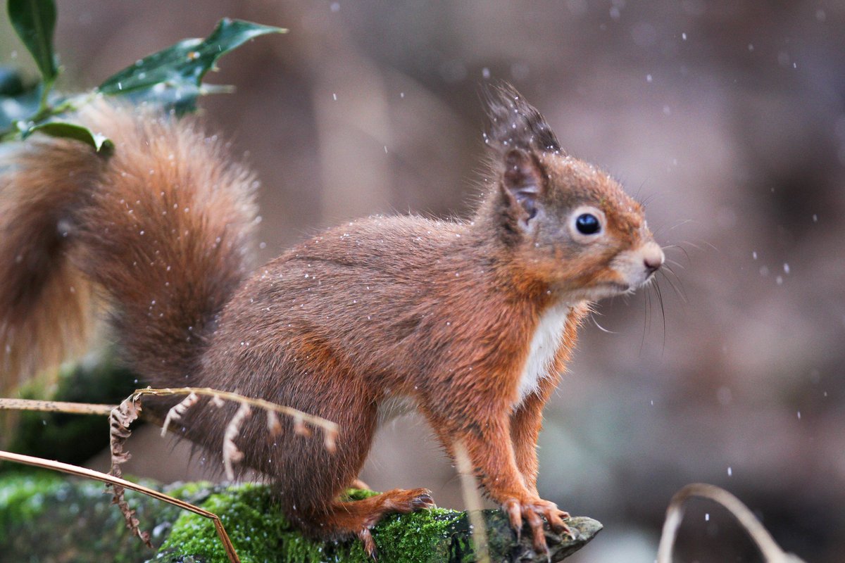 #RedSquirrelAppreciationDay <a href="/ScotSquirrels/">Saving Scotland's Red Squirrels</a> <a href="/Natures_Voice/">RSPB</a> <a href="/ScotWildlife/">Scottish Wildlife Trust</a> <a href="/OurSquirrels/">Save our Red Squirrels</a>