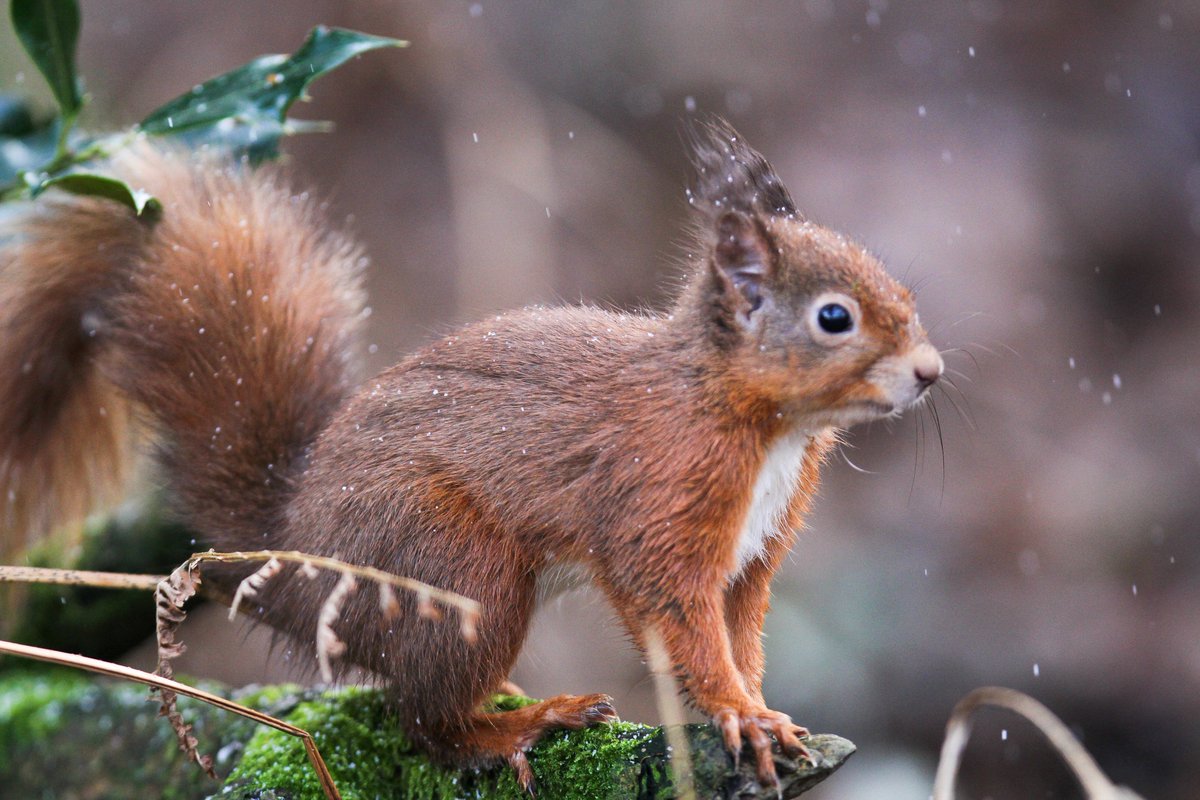 #RedSquirrelAppreciationDay @ScotSquirrels @Natures_Voice @ScotWildlife @OurSquirrels