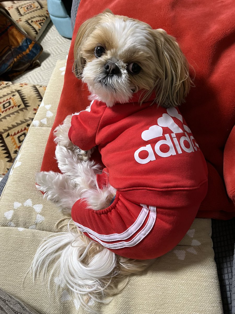suzu_chan1218's tweet photo. 猫背
#シーズー #しーずー #shihtzu
#保護色 #adidog #くつろぎ姿勢 https://t.co/xEj2nNdF9r