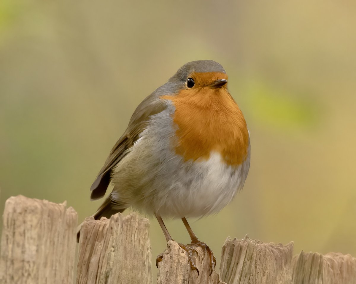 Thank you as always to our resident wildlife photographer @suelind7 for the beautiful image of this handsome chap (we hope he brings us all of the above!). You can feast your eyes on more of Sue’s wonderful nature photography each month in TW’s On the Wild Side feature.
