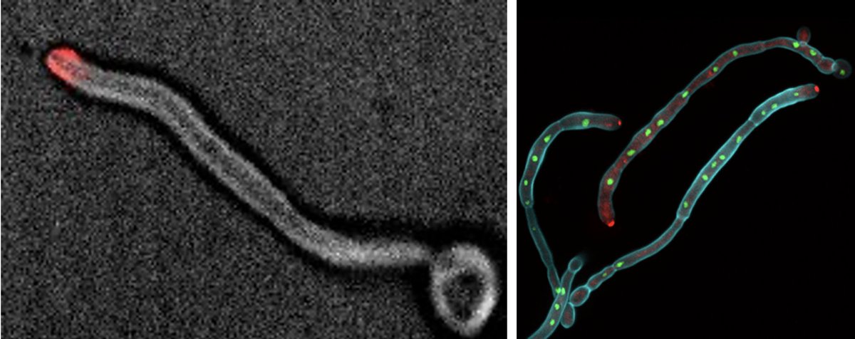 📷📷Great opportunity to immerse yourself in cell biology of an important fungal pathogen using a range of the latest live-cell microscopy approaches to probe our favorite fungal pathogen in time and space. Open positions: Research Assistant/Associate and Post-doc 1/2