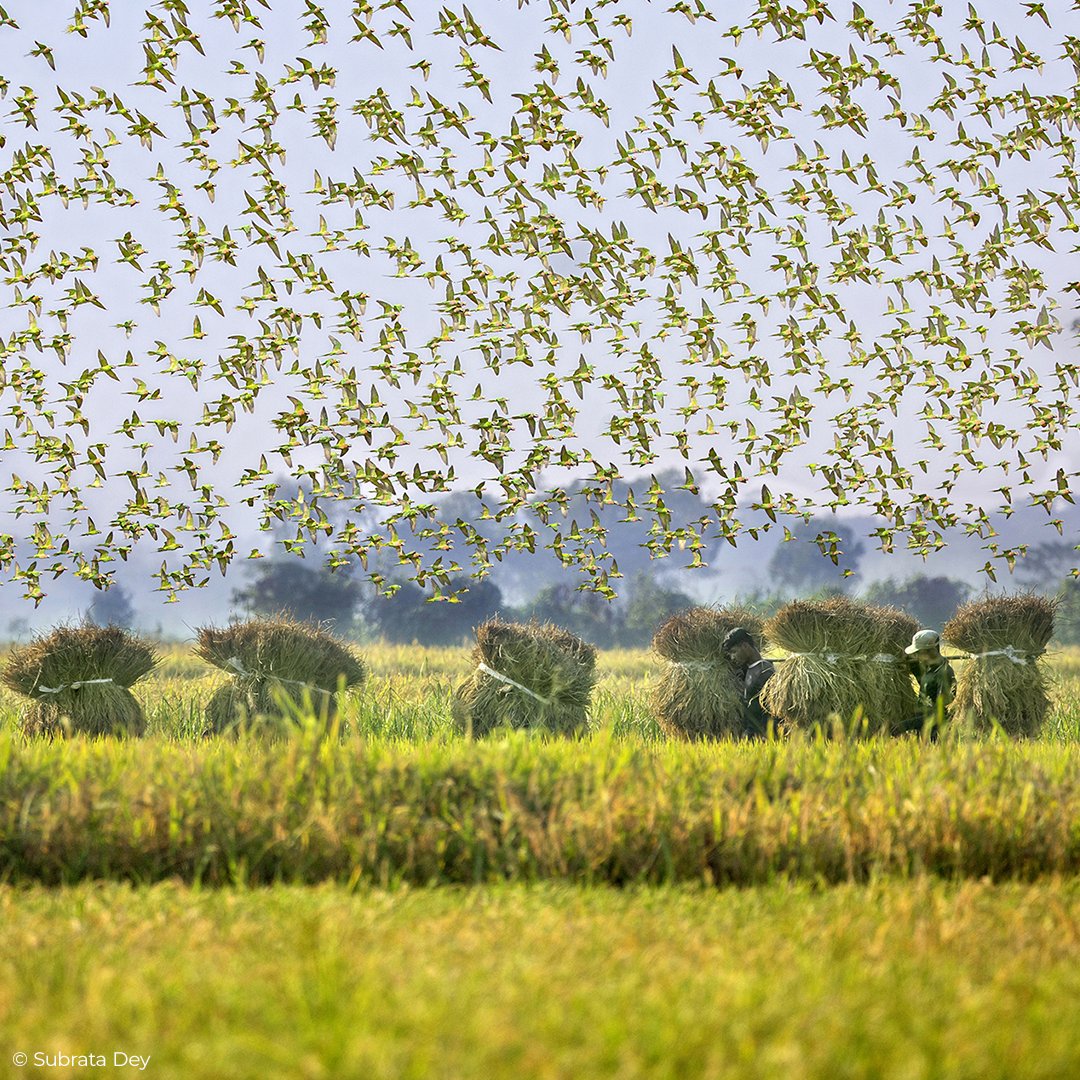 There’s still time to enter the Tenderstem® Bring Home the Harvest category of @foodphotoaward but the deadline is fast approaching!
Submit your entries by Feb 4, 2024 to win £5000 GBP and more
pinkladyfoodphotographeroftheyear.com
Saurabh Sirohiya <a href="/SaurabhSirohiya/">Sauraabh Sirohiya Photography</a>