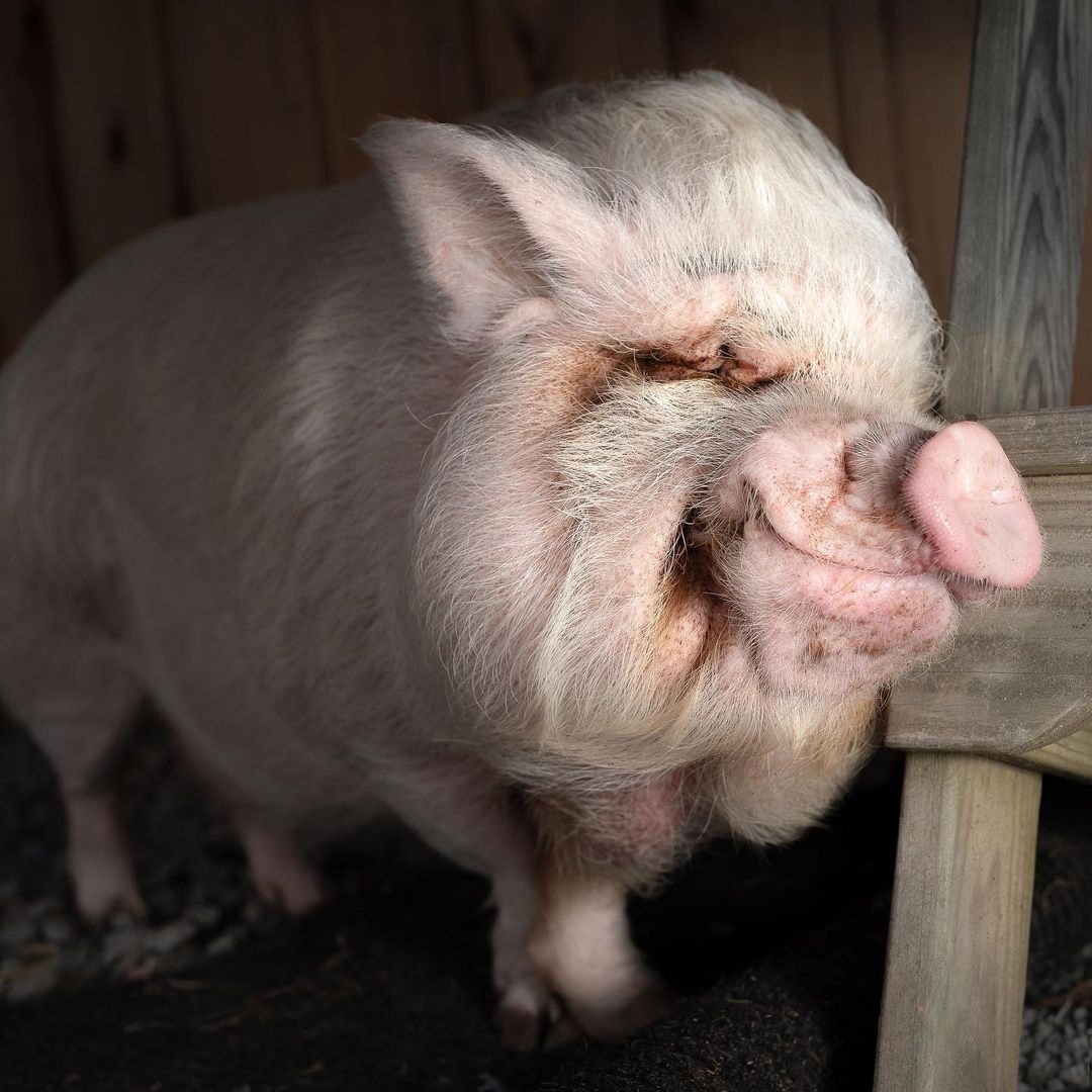 teamveganfta's tweet photo. Good morning from Morty at 'arthursacres' (IG) ☀️
📷: 'pitchforkwarrior' on IG
👉 Watch Morty's rescue story "Overweight and Blind Pig Given a New Chance at Life!": https://t.co/eo9YYv4iCZ
#animalrescue #pigs #sanctuary #animalphotography #animalpics https://t.co/Sk9abX7Q0y