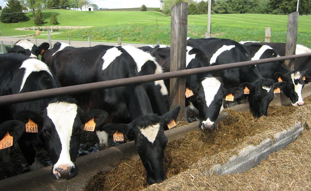 More dairy farmers unsure of their future Almost a third of British dairy famers are unsure of their future within the sector, according to a survey carried out by the NFU. Read more here : zurl.co/DSXx