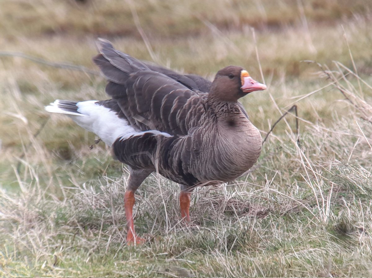 White-fronted goose showing very well on petrol plus field @RSPBSaltholme viewed from England Coastal path 11.55 @teesbirds1