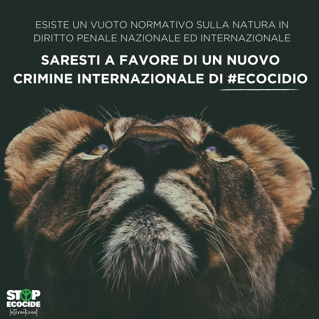 Nel 2023 leggi sull’#ecocidio sono state proposte in Brasile, Inghilterra, Messico, Paesi Bassi, Belgio, Spagna, Scozia, Italia e nell’#UE. Si stanno facendo progressi sorprendenti. Puoi dare un contributo significativo a questo movimento👇: stopecocide.earth/become #StopEcocidio