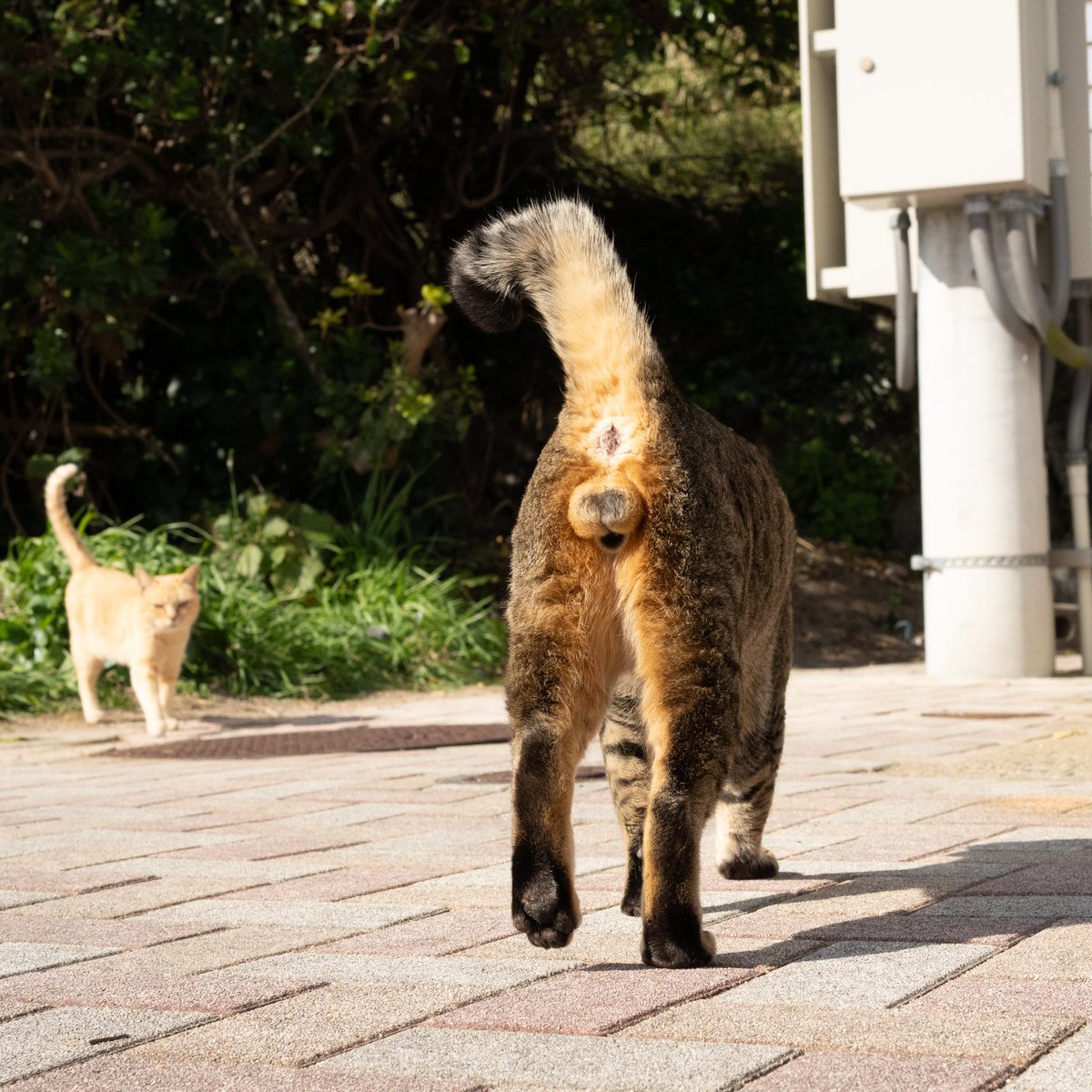 igarashikenta's tweet photo. 島１番のボス猫さん https://t.co/CM404DQd4i