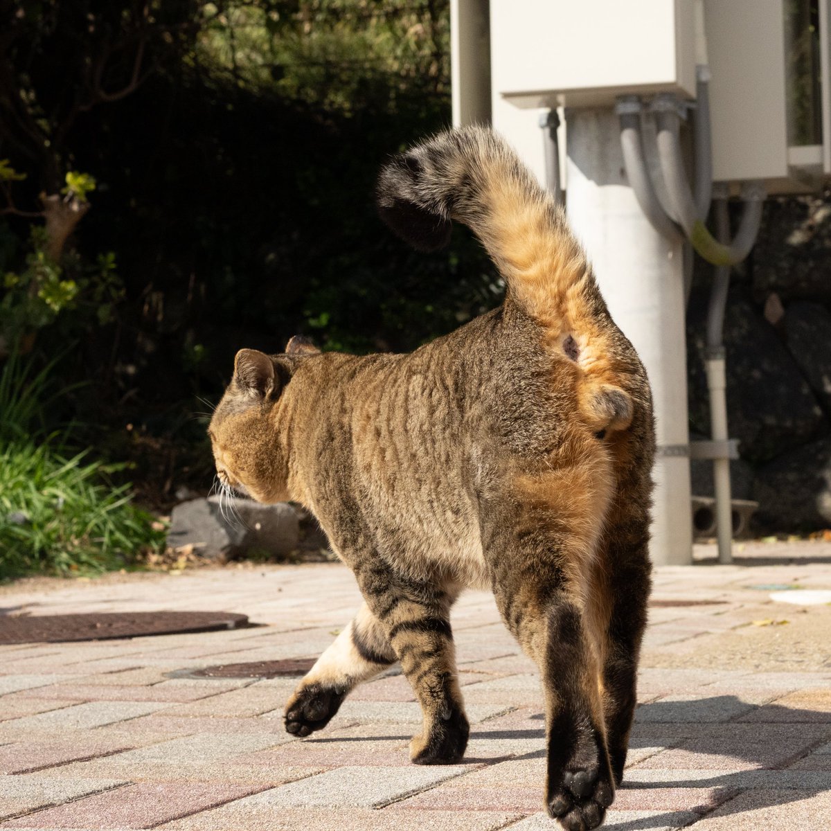 igarashikenta's tweet photo. 島１番のボス猫さん https://t.co/CM404DQd4i