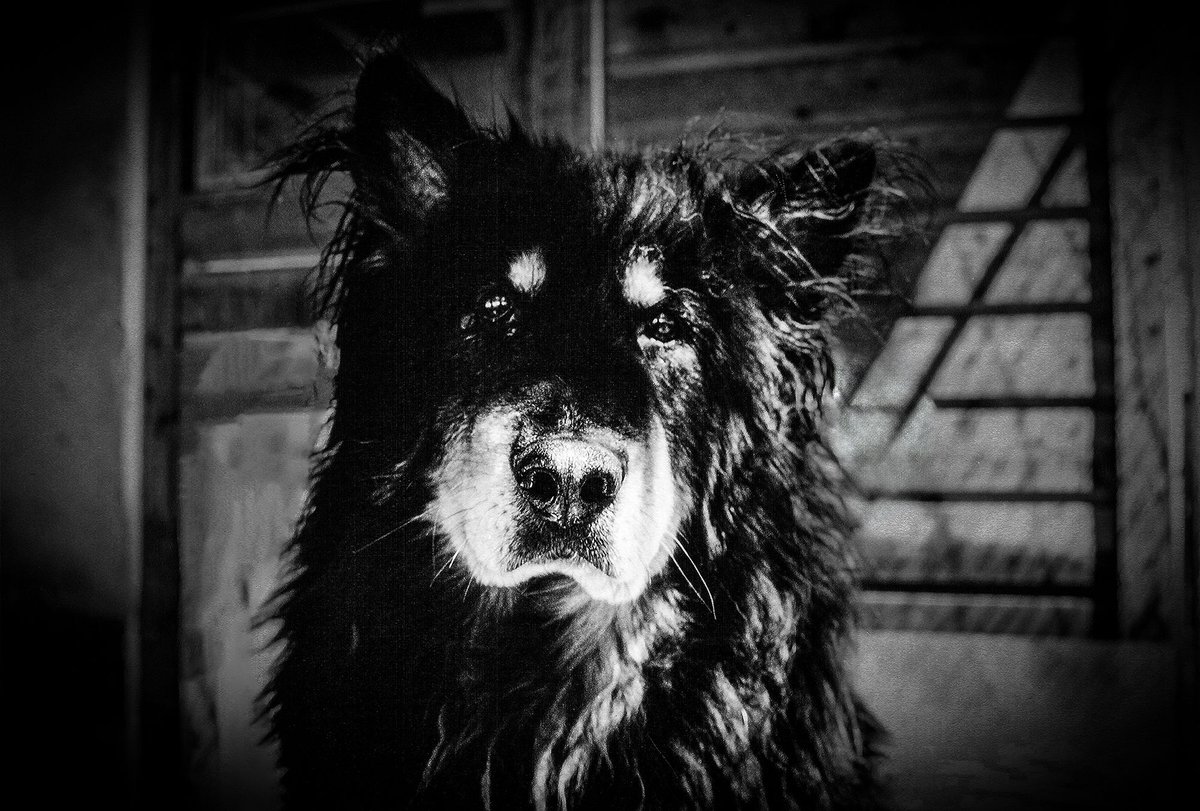 sydwrite's tweet image. #portraits
#blackandwhite 
#monochrome
#noiretblanc
#fineartphotography
#sandradaltonphotography
#dogphotography