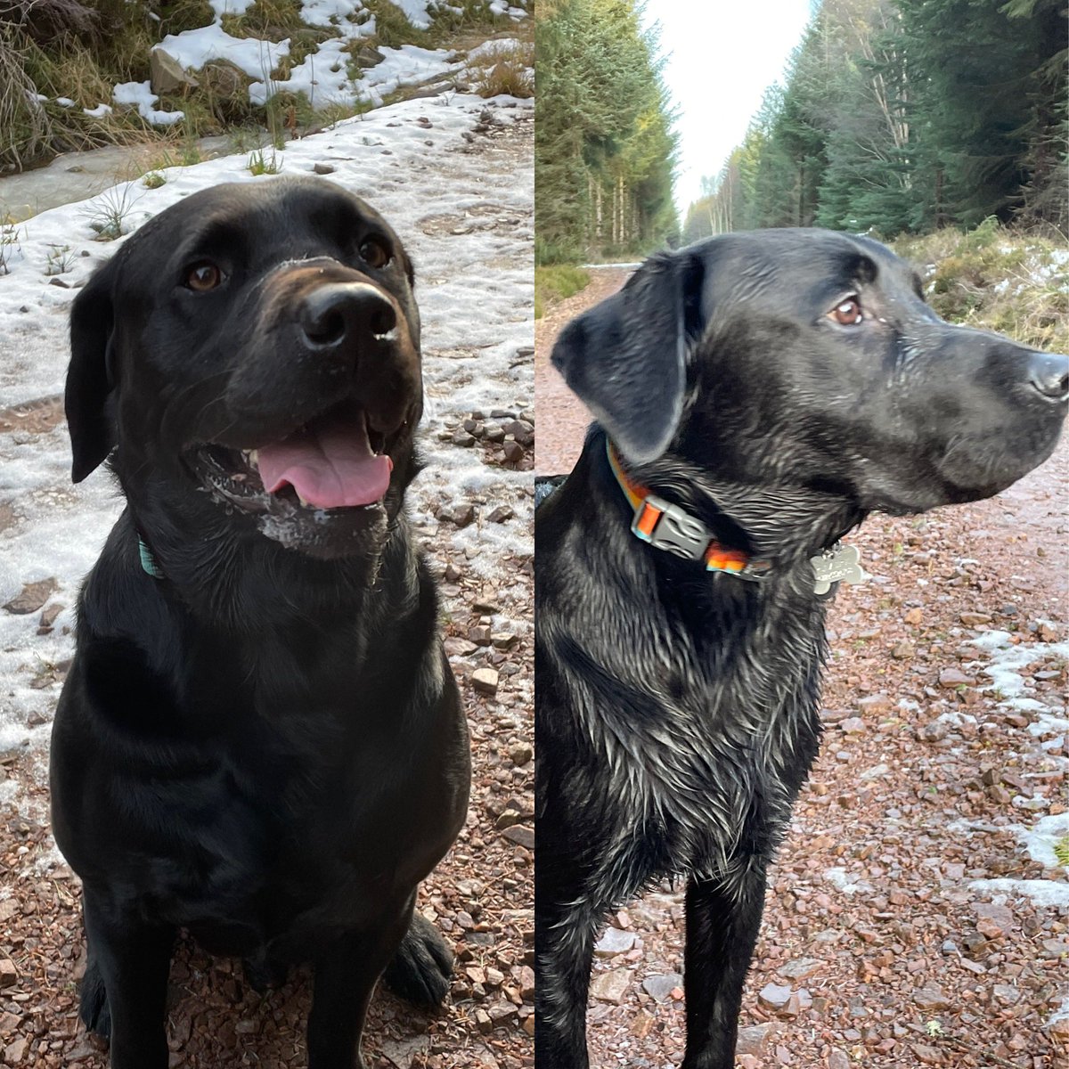 view_claire's tweet photo. @Phil_Sledge Two best boys enjoying the winter sunshine yesterday and there was even some snow to play in x https://t.co/j9oEvGmErI