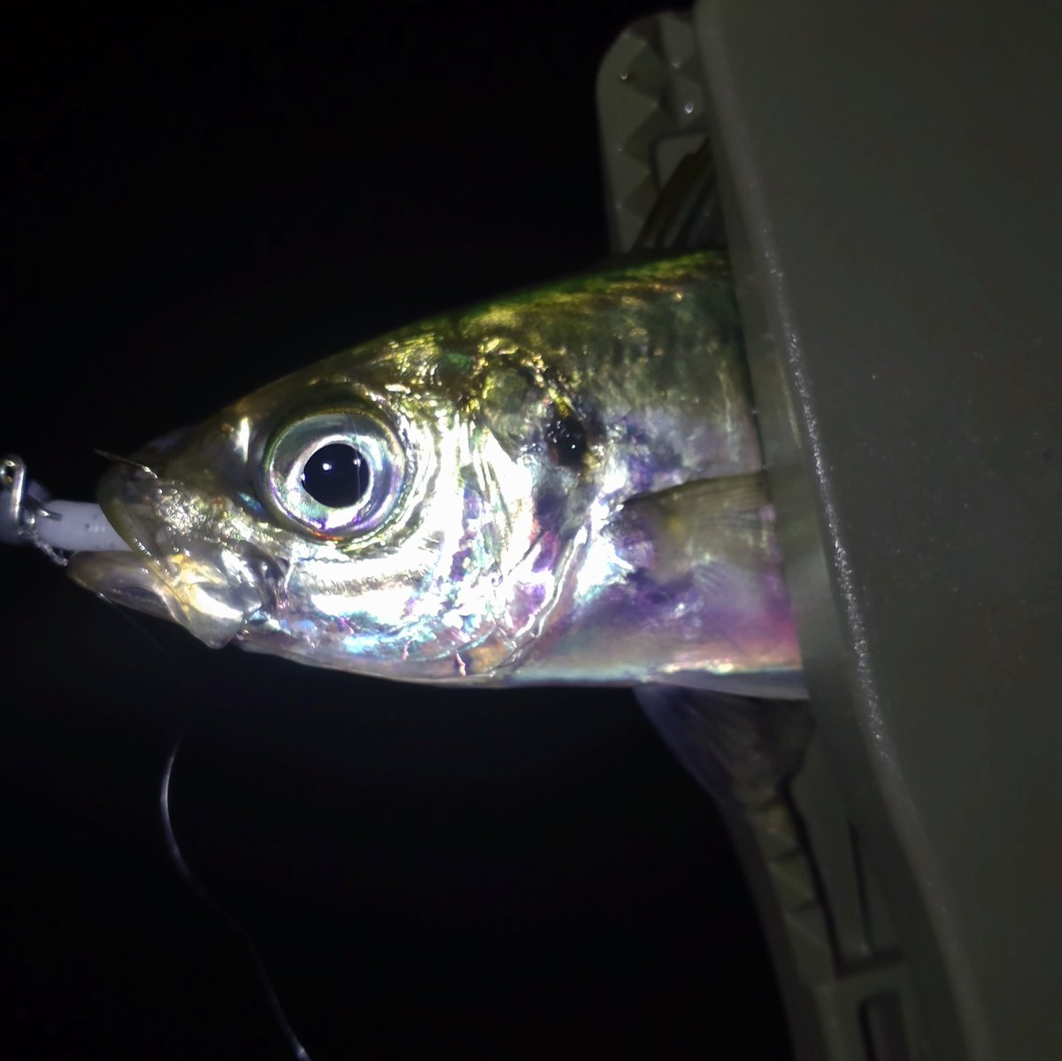 爆風の中の釣り初め！
風裏とアジを求めてランガンしながら粘って粘っての一匹。
とりあえずボウズは逃れたのでヨシ！
帰ります。