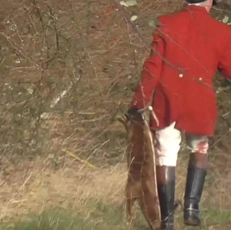 ProtectTheWild_'s tweet photo. Think fox hunting is a thing of the past? 

RT and help us expose that it still goes on. 

The below image was taken on 23rd December 2023 - Essex and Suffolk Hunt’s Jamie Price carries away the dead fox who was killed on a hunt.

Image: @SuffolkAFW https://t.co/a34QxGXeT1