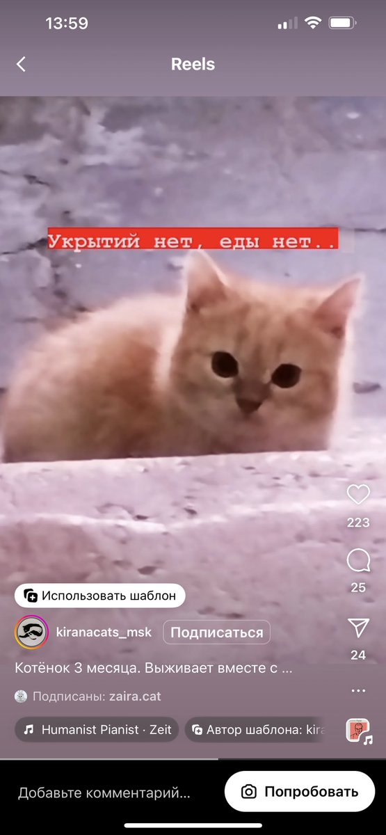 teacherrka's tweet photo. Серпухов и близлежащие СНТ! Замерзают котёнок с мамой! Приютите бедолаг 😭 писать по номеру 89850455588 https://t.co/PmesaxQTai