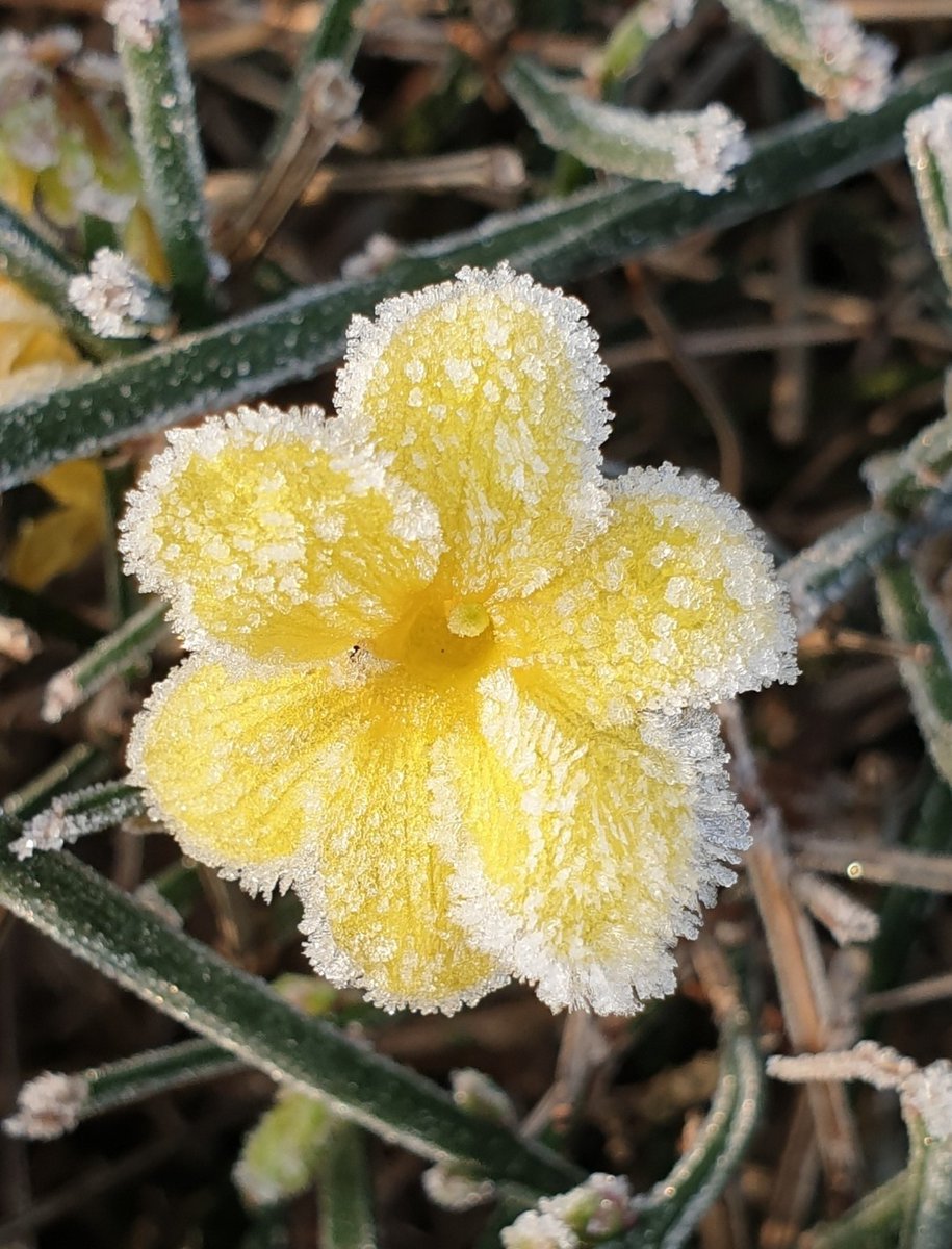 GeraldM64883070's tweet photo. Frosty winter jasmine #sundayyellow #Winterinlondon #flowerphotography #lifeinlondon #gardenphotography #londongardens https://t.co/ru04gXiiz6