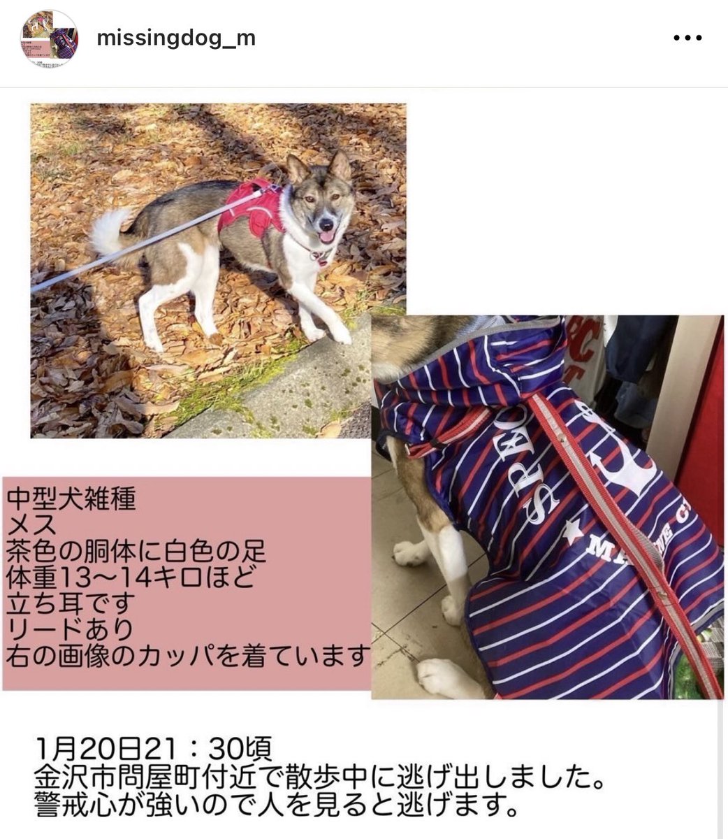 ami_ptr's tweet photo. インスタより1/20 21時半~迷子犬です。
📍金沢市問屋町
リードあり、カッパ着用
車通りの多い場所なので大変危険です。金沢市内に知り合いがいる方拡散して情報提供お待ちしております🙇‍♀️ https://t.co/DzvA0f48sP