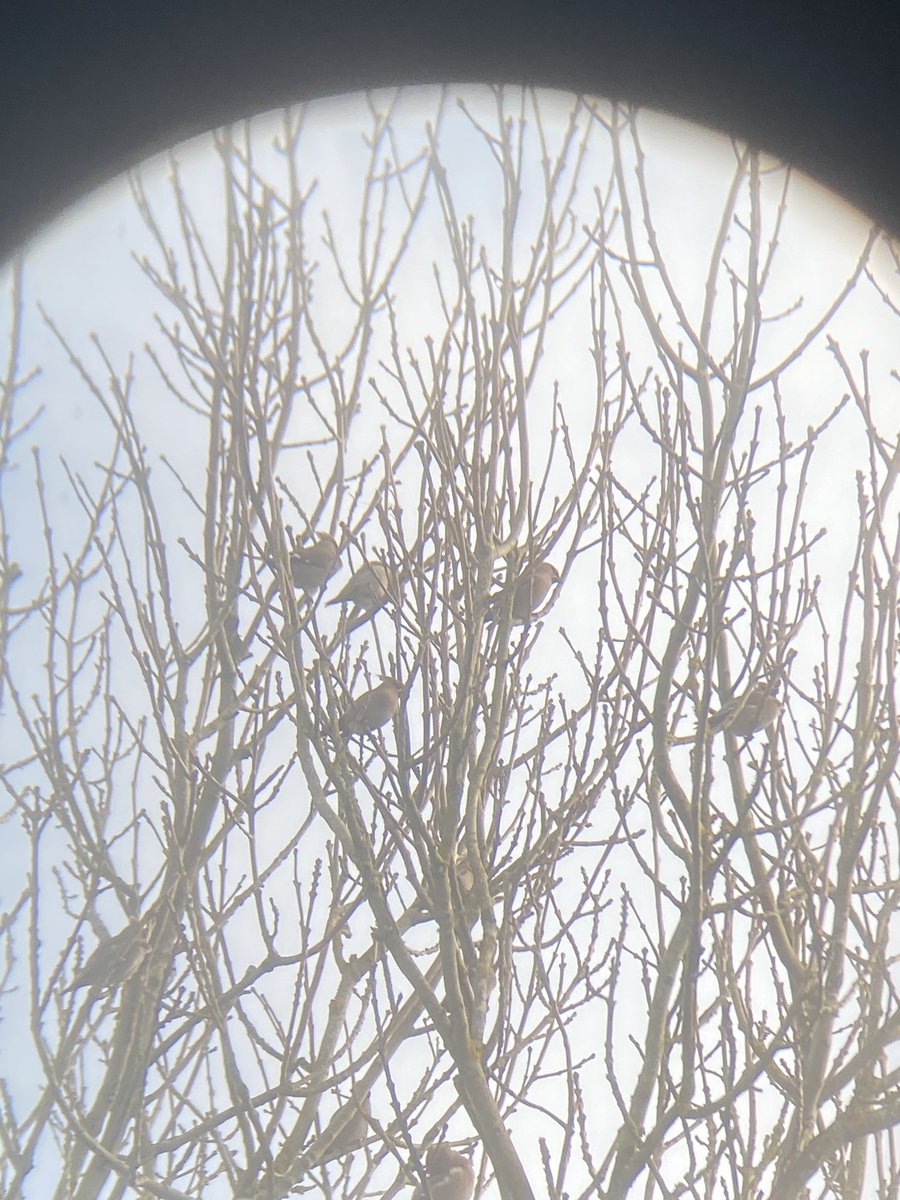 lewiscook28's tweet photo. Walking around #Rodborough Common this morning was good fun. I saw the Waxwings! @nationaltrust #GlosBirds https://t.co/hlzEokWUWA