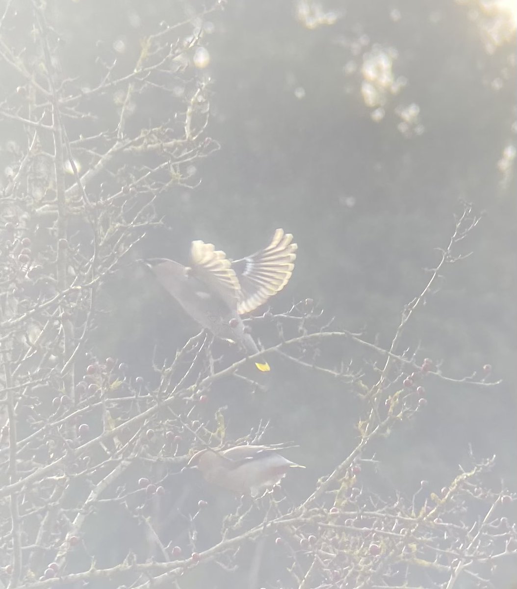 lewiscook28's tweet photo. Walking around #Rodborough Common this morning was good fun. I saw the Waxwings! @nationaltrust #GlosBirds https://t.co/hlzEokWUWA