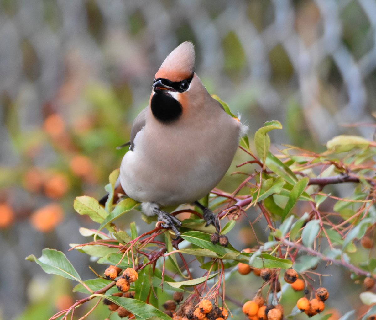 17 Waxwings in Colchester yesterday.

#essexbirding
