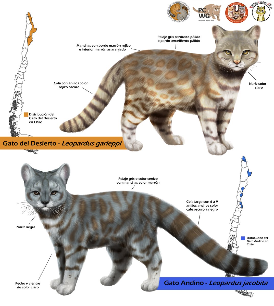 PangeaExplora's tweet photo. Infografia para @FelinosChile de Leopardus garleppi y Leopardus jacobita 🐱

#felinos #leopardus #felidae #illustration  #digitalillustration #comissionsopen https://t.co/syq5iNRAfH