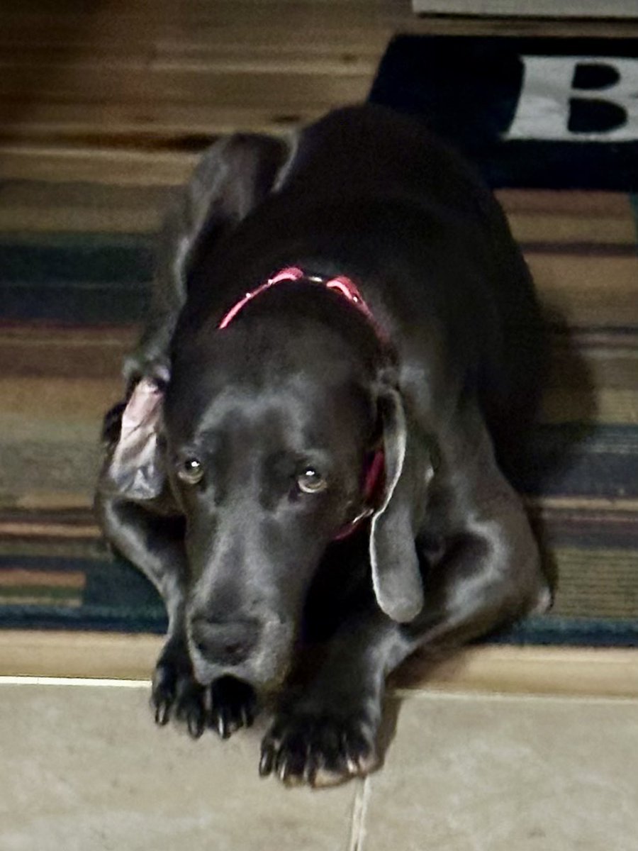 CWSeagraves's tweet photo. My Sweet Baby Girl Jemma!! https://t.co/A3bqHraOfG