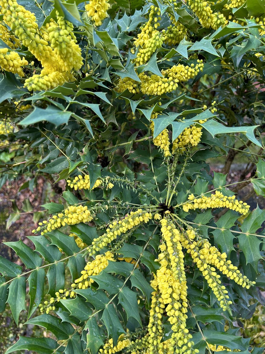 Tough as old boots, but very welcome in the winter garden. This Mahonia’s not that aged but definately lifts the dreariest month of the year #SundayYellow #MyGarden #GardeningTwitter #GardeningX