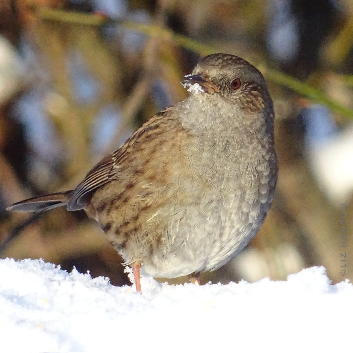 liz horton 🍀🕊 tweet media