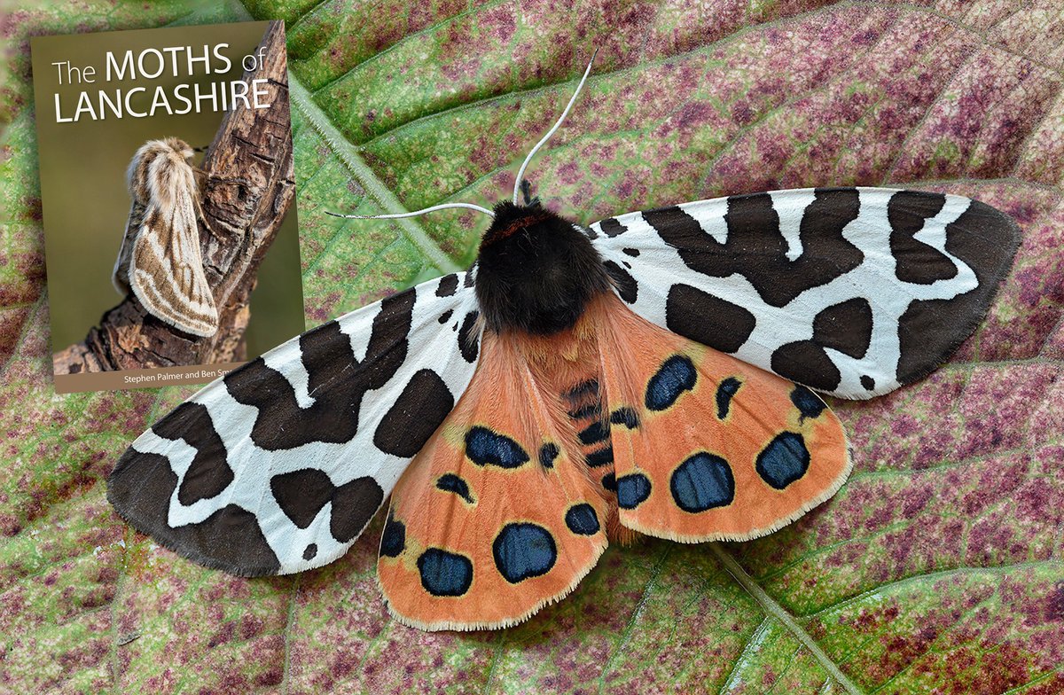 Stephen Palmer & Ben Smart will be talking about the forthcoming The MOTHS of LANCASHIRE at the UK Moth Recorders' Meeting in Birmingham, Sat 27 January Pre-pub offer leaflets will be available bit.ly/3S2k71D @tanyptera @Lancswildlife @savebutterflies @Moth_Lady