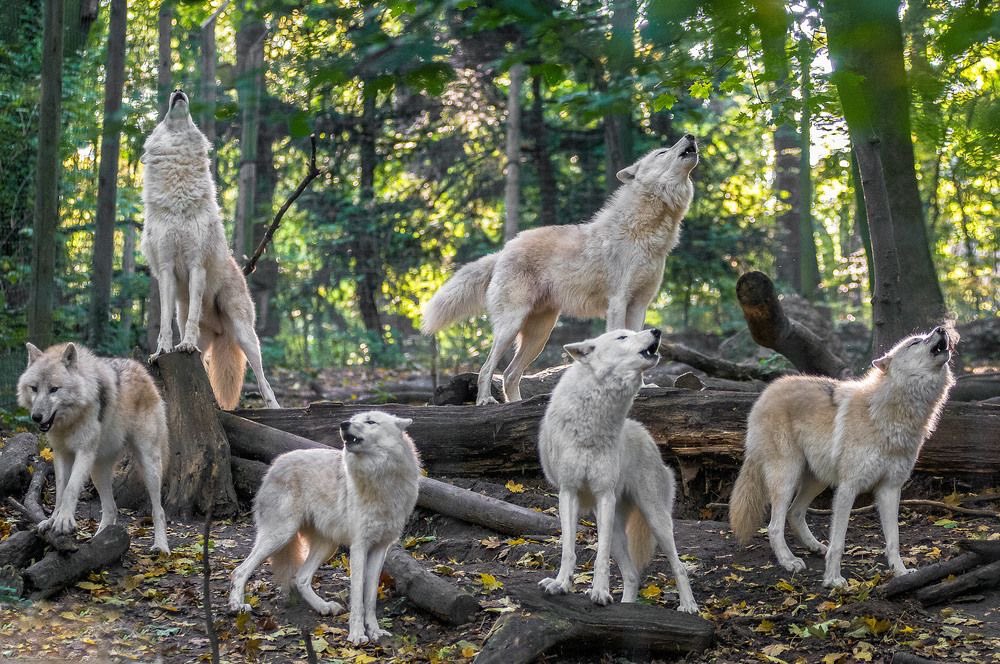 WOLF LOVERS tweet media