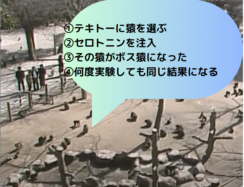 nanpasireiji's tweet photo. 何度も言いたいのが、モテたいならセロトニン分泌を高めよう。驚きの実験結果がある。1987年、ボス猿を隔離し、テキトーに選んだ猿に注射でセロトニンの体内濃度を上げたらボス猿になった。なんと何度繰り返しても同じ結果だったという。セロトニンが上がる生活習慣でアルファオスを目指そう。 https://t.co/MLdnSu48LK