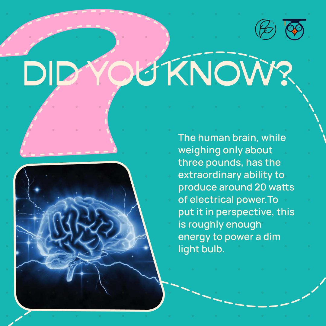 TheTechnothlon's tweet image. ⚡💭 Did You Know? The human brain, at a mere three pounds, is a powerhouse generating 20 watts of electrical power—equivalent to a dim light bulb. Ready to be awestruck?Discover the silent dynamo within your skull! 🧠💫
#techno #technothlon2024 #techniche24 #iitg