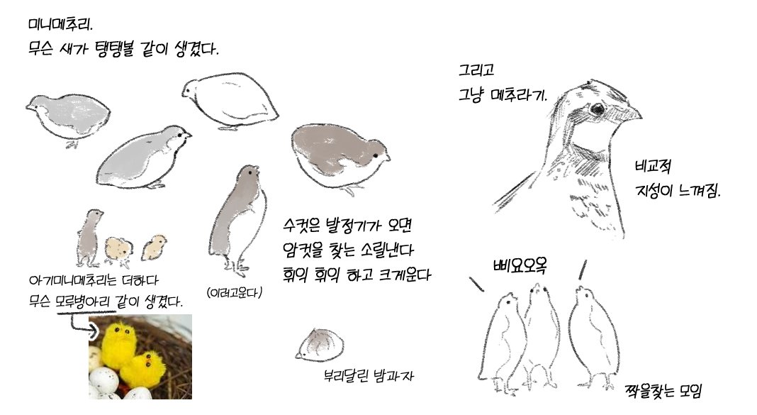 미니메추리 고찰 (+추가)