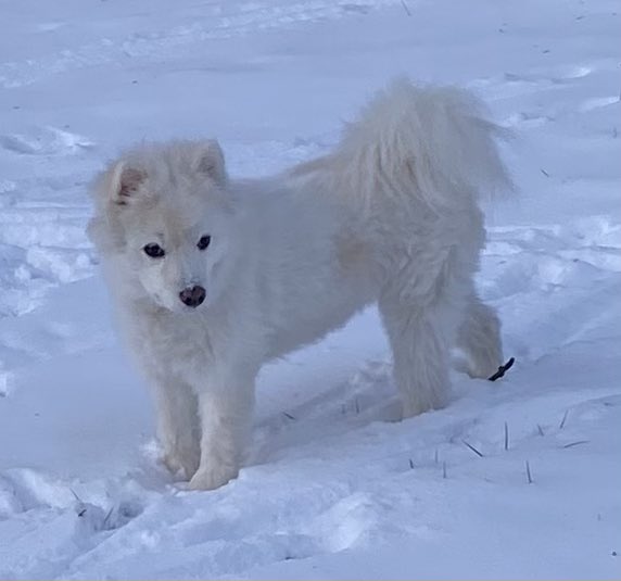 I love the snow! #Phoebe #dogs ❤️❄️