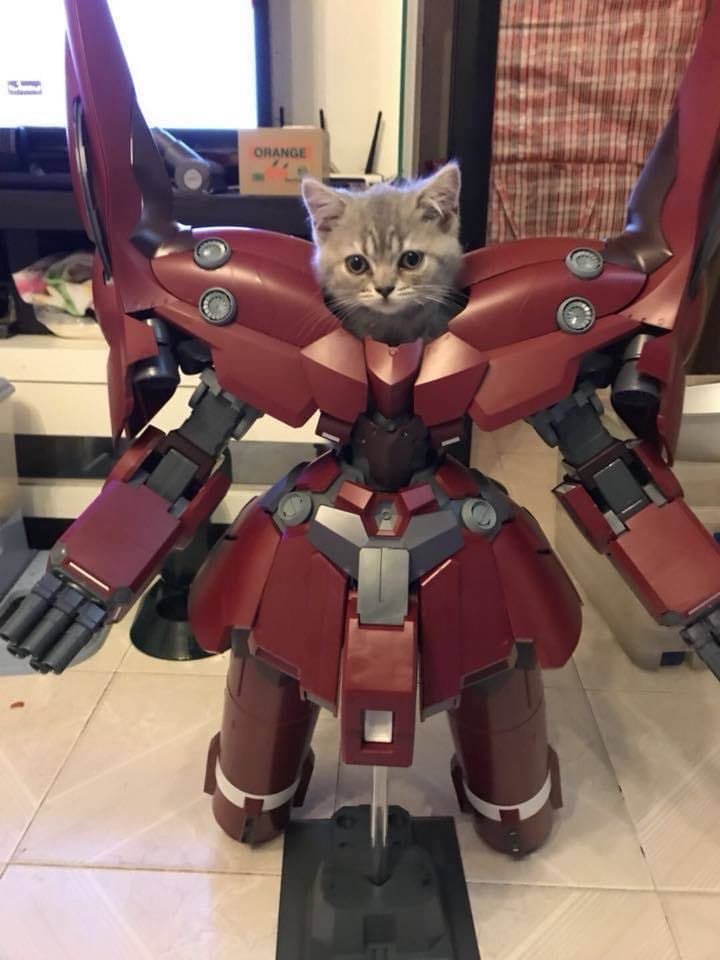 CatNotSilly's tweet photo. 🤖 x 😺 https://t.co/IBsTRCA51h